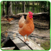 ��ģ����(Hen Family Simulator)