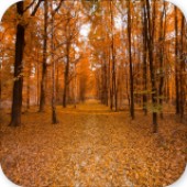ɭ����Ȼ��ֽ(Forest Nature wallpaper)