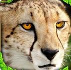 �Ա�ģ����(Cheetah Sim)