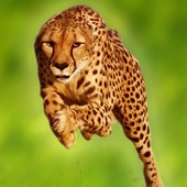 �Ա�����(Cheetah Run)