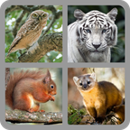 �²�����(Ghiceste vietatea 2020)