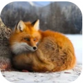 Ұ������ģ����(UltFoxSim)