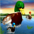 ������Ѽ��3D(Duck Simulator 3D)