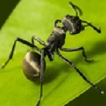 ��������(Planet Ant)