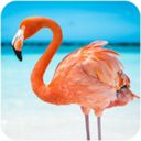 ������ģ����