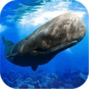 Ĩ�㾨ģ����