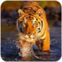 ����֮��(The Tiger)