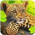 ��ģ��(The Leopard)